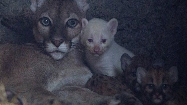 El extraño puma albino que nació en Nicaragua.