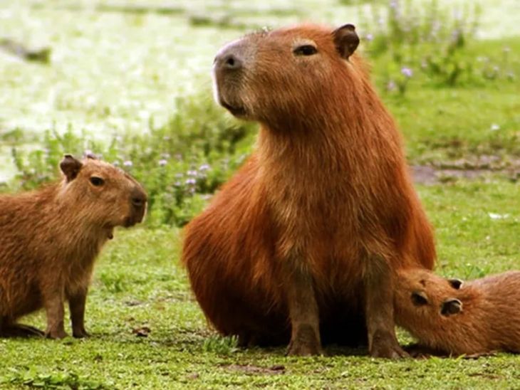 Carpinchos en Nordelta. Carpinchos en Nordelta.