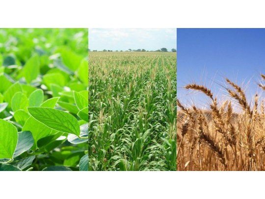 Los granos se hundieron hasta 4,1% luego de que EEUU elevara pronósticos para cosechas de soja y maíz