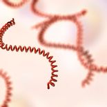 Qué es la leptospirosis y por qué preocupa al Ministerio de Salud Pública. Qué es la leptospirosis y por qué preocupa al Ministerio de Salud Pública.