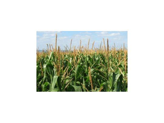Agricultura subió estimación para cosecha de maíz a 26,1 M de toneladas.