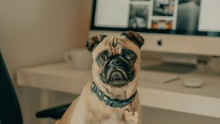 Hay varios motivos por los que tus perros lloran de noche