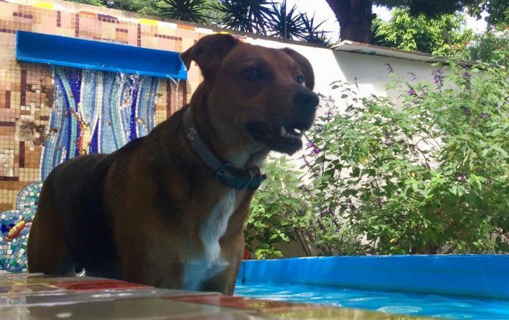La aceleración de precios también impactó en el sustento de una mascota.
