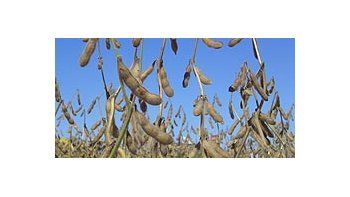 Alzas en los granos: soja 3,4%