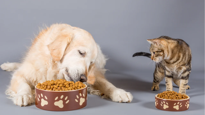 Según un estudio de Kantar, ocho de cada diez argentinos tienen mascotas en sus hogares, y el alimento balanceado representa el 90% del presupuesto destinado a ellas.