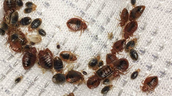 Las chinches son unos bichos muy molestos que se pueden eliminar de forma casera.