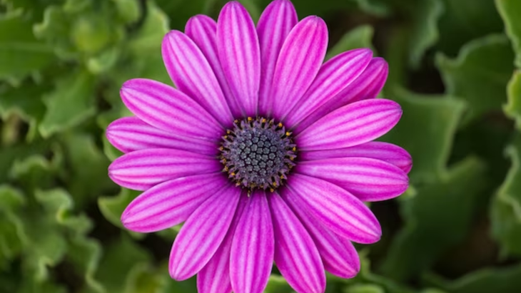 El ritual de las flores moradas para la armonía, paz y prosperidad El ritual de las flores moradas para la armonía, paz y prosperidad