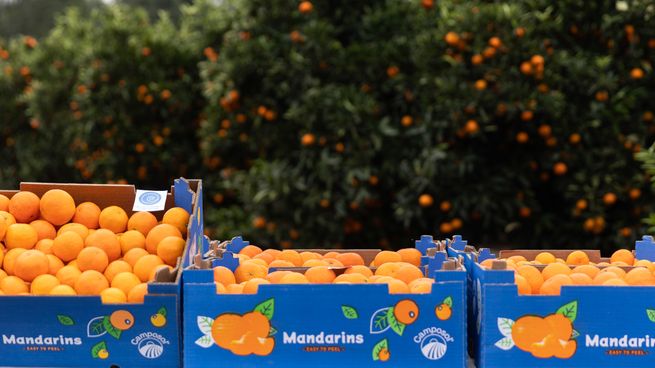 El sector citrícola pretende mejorar considerablemente sus exportaciones en tres años.