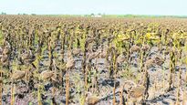 Se enfrenta el tercer año consecutivo con restricción de humedad y anomalías en el régimen de lluvias.