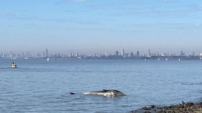 La ballena encontrada en Vicente López