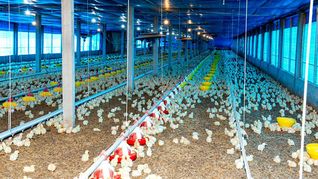 Uruguay retoma las exportaciones de garra de pollo a Hong Kong. Uruguay retoma las exportaciones de garra de pollo a Hong Kong.
