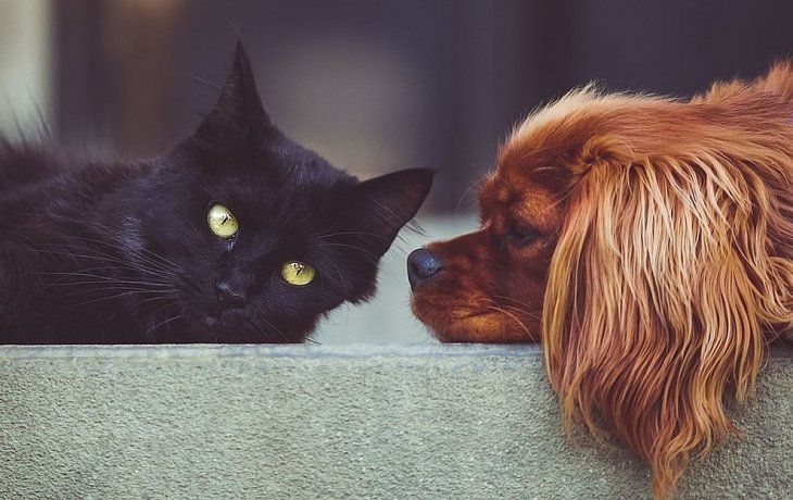 El interés en el término alimento para perros ha aumentado un 117% en 2019 en comparación con 2018.