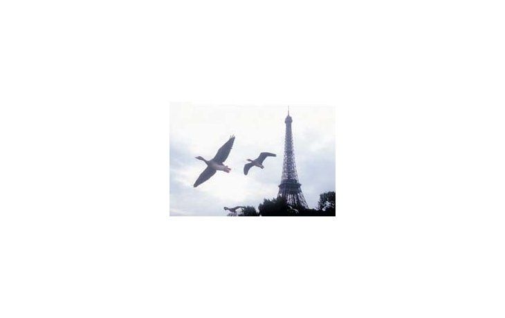 ámbito.com | Una de las bellísimas imágenes de «Tocando el cielo», documental sobre aves migratorias disfrutable por todo público, no solamente por estudiosos y amantes de la naturaleza.