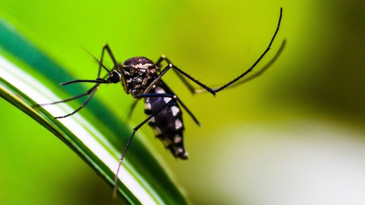 La Ciudad habilitó unidades para síntomas de dengue en 18 hospitales