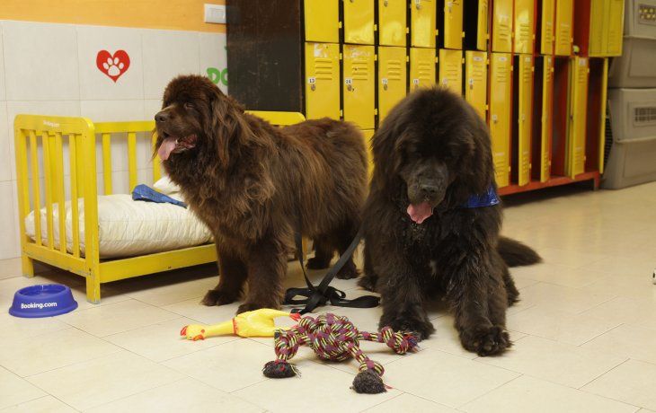 PetVille: Resort para perros