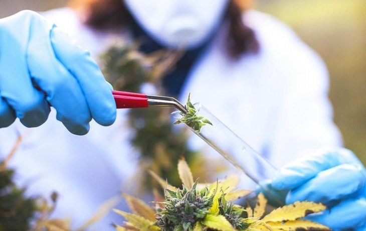 ámbito.com | investigación cannabis unlp.jpg