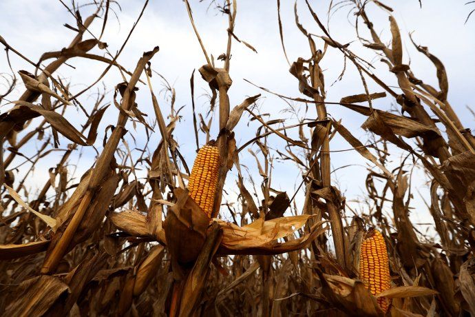 The approval was made after the analysis of the National Advisory Commission for Agricultural Biotechnology. The approval was made after the analysis of the National Advisory Commission for Agricultural Biotechnology.