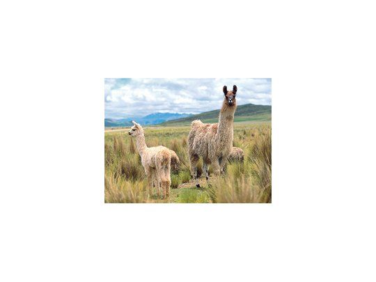 Pequeños productores de la Puna, con el apoyo del Instituto Nacional de Tecnología Industrial, trabajan en el desarrollo de distintos productos a base de carne de llama para impulsar su consumo.