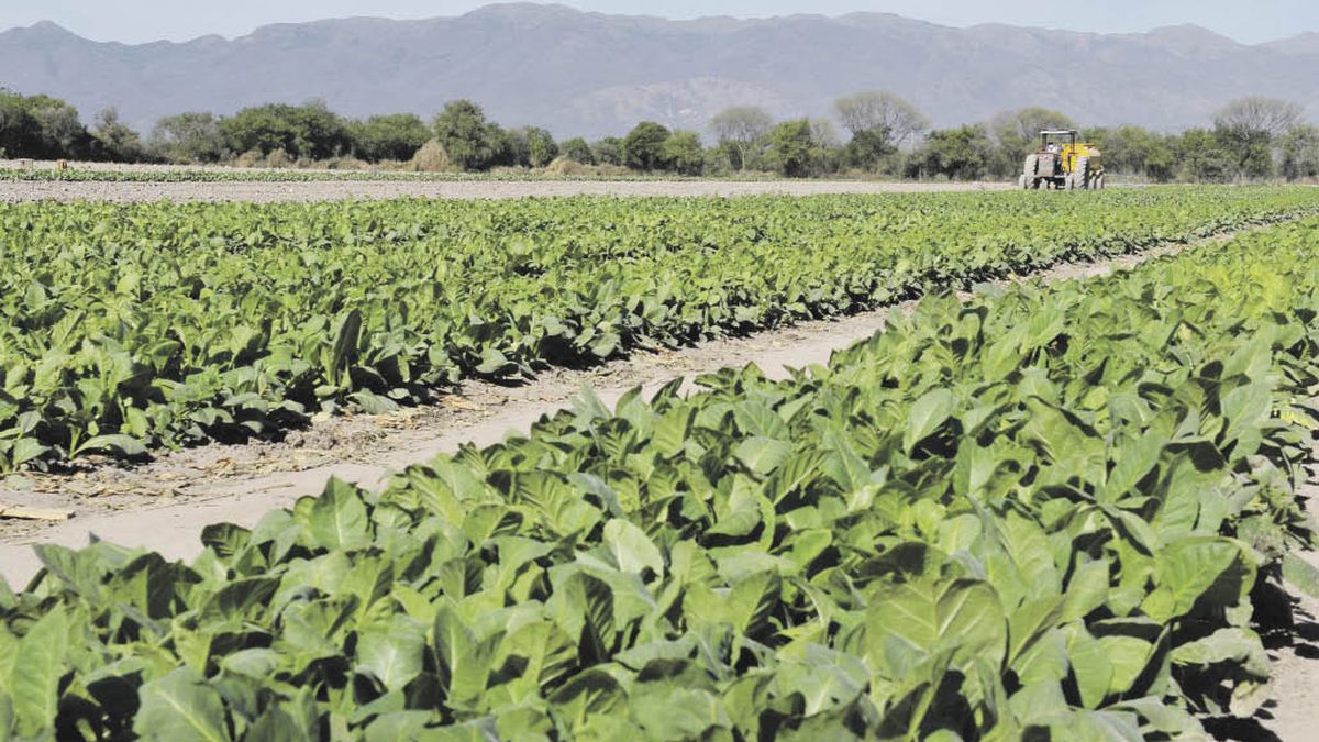 Government analyzes raising export duties