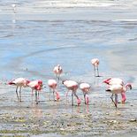 BBC eligió a Uruguay como uno de los 20 mejores lugares para visitar en 2026, con una mención especial a la presencia de flamencos en la costa. BBC eligió a Uruguay como uno de los 20 mejores lugares para visitar en 2026, con una mención especial a la presencia de flamencos en la costa.