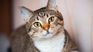 Cats and their relationship with human. Cats and their relationship with human.