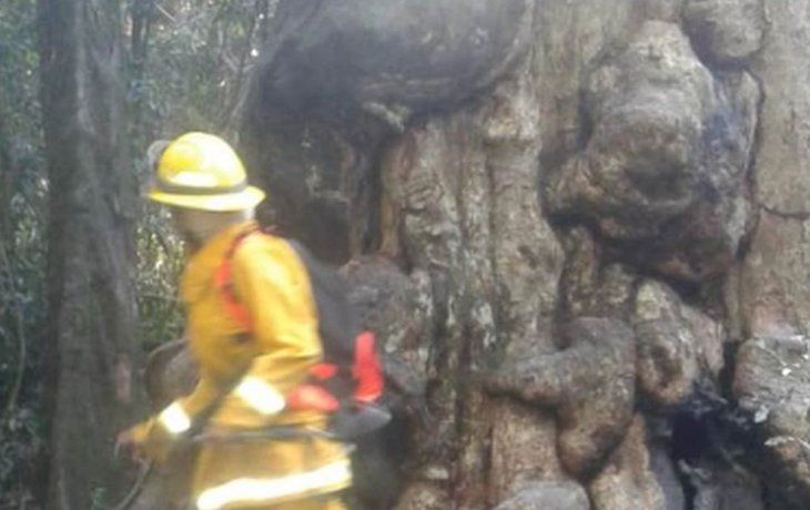 El árbol era uno de los principales atractivos turísticos de Campo Ramón.&nbsp;