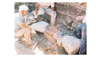 Paleontólogos y técnicos trabajan sobre el fémur descubierto que se encuentra en el Museo Argentino de Ciencias Naturales.