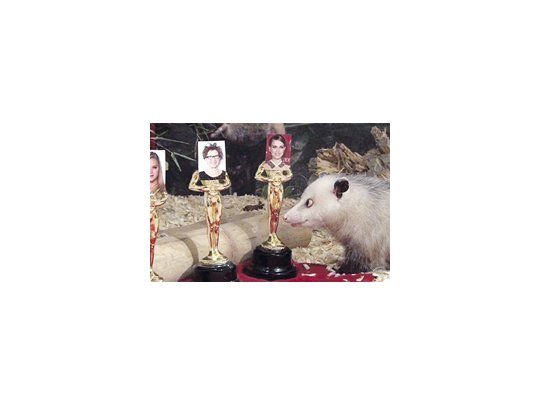 La zarigüeya alemana Heidi fue elegida oráculo para el Oscar: hasta ahora, se inclinó por Natalie Portman como mejor actriz.