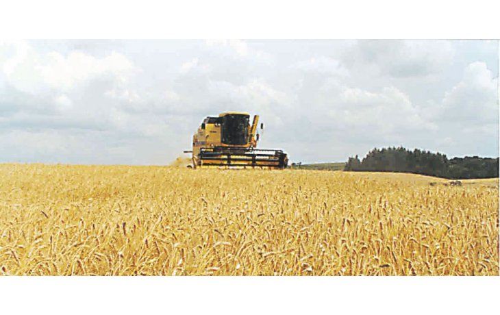 Clima ideal. Remarcan que las precipitaciones ocurridas durante la última semana fueron positivas para el cultivo y serán determinantes para asegurar buenos rindes al momento de la cosecha.