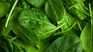 This vegetable will take care of your skin from the inside out. This vegetable will take care of your skin from the inside out.