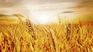 The rains in the central agricultural zone improved the condition of wheat in Argentina.