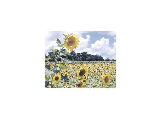 Se espera cosechar 2,38 millones de hectáreas de girasol.