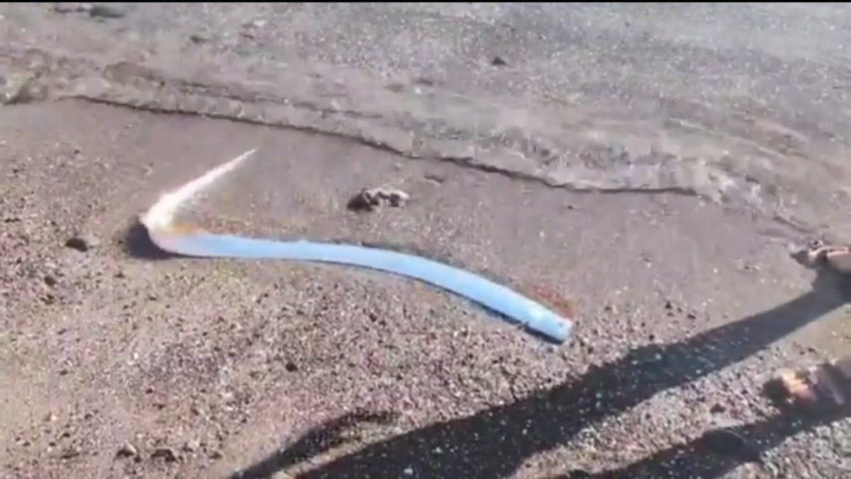 Unusual finding: a row fish appeared on the banks of the sea