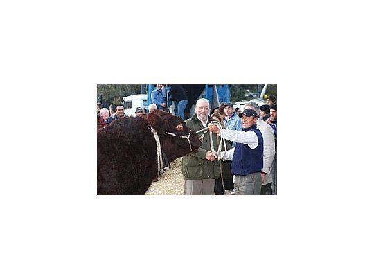 Junior, el primer animal que llegó a Palermo para participar de la Exposición Rural
