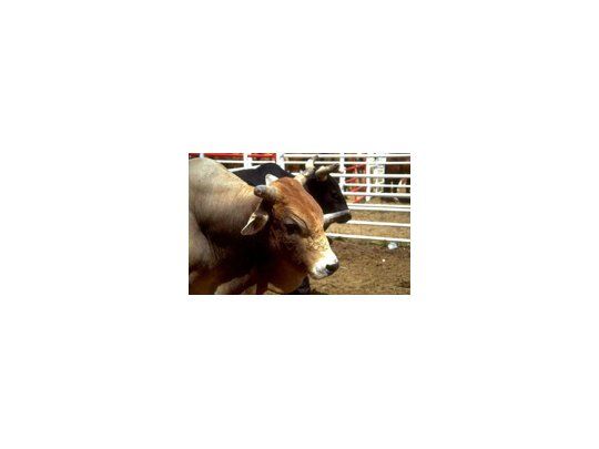 Investigan si vaca loca se transmite por la leche