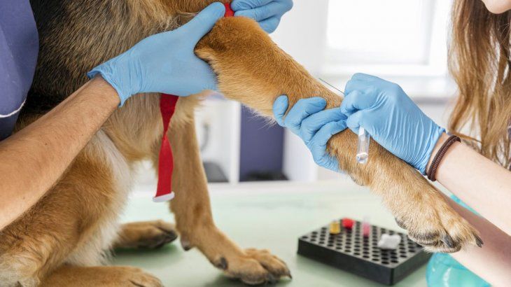 Veterinario Veterinario