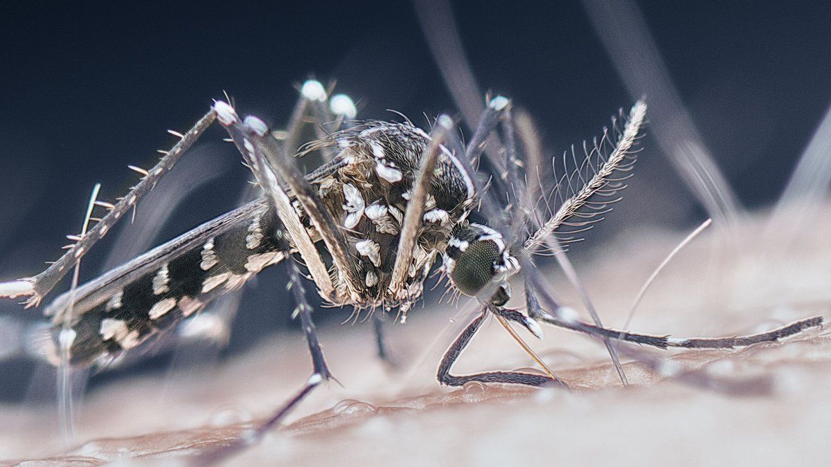 Santa Fe launches free vaccination campaign against dengue: which will be the first group to receive the dose?