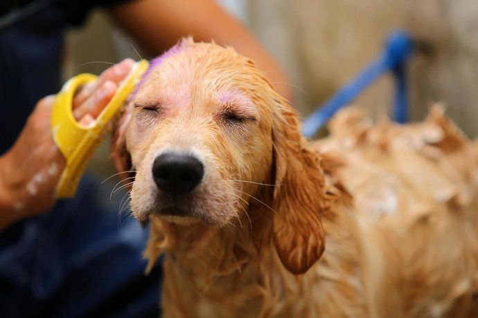 El correcto higiene en los perros ayudará a que las pulgas y garrapatas se mantengan alejadas.