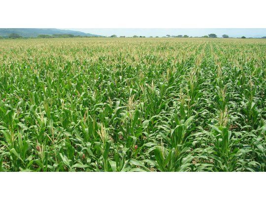 Efecto retenciones: dudas sobre la superficie final de maíz para la campaña 18-19