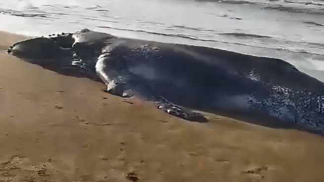 Dos ballenas fueron encontradas en la costa del municipio de Pinamar. 