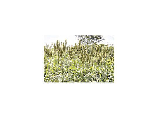 El sorgo es el quinto cultivo de la Argentina; abarca un millón de hectáreas, con rinde promediode 4,6 toneladas por hectárea.