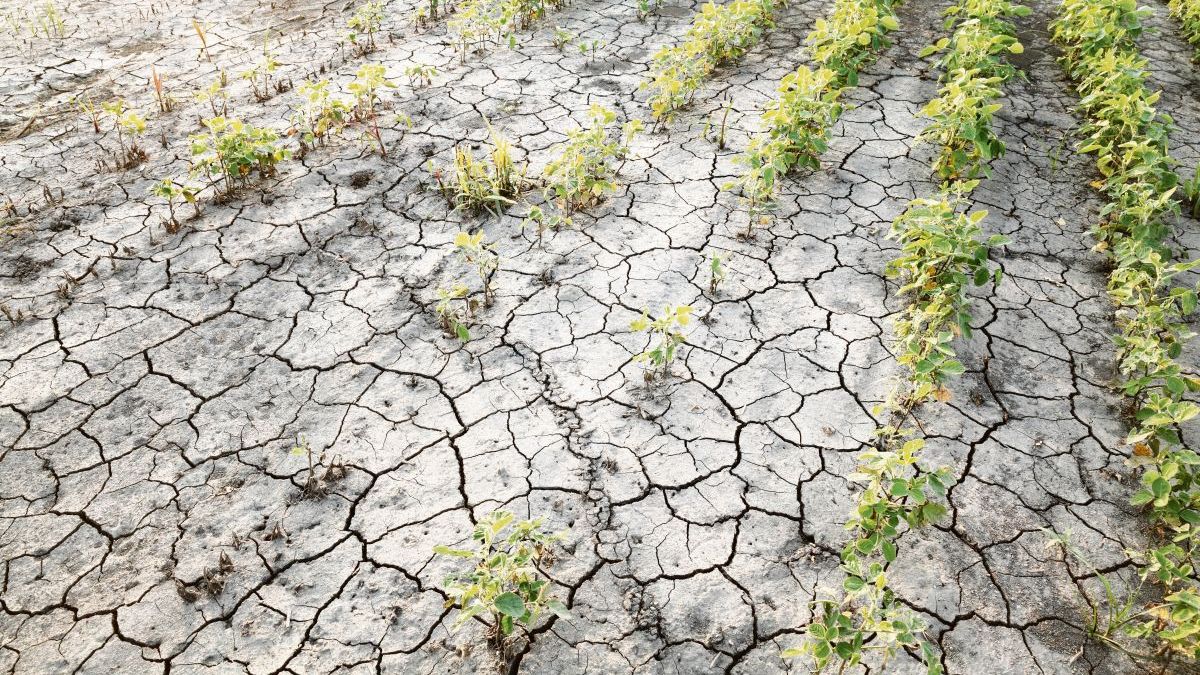 Due to the drought, they declare a state of agricultural emergency in the province of Buenos Aires