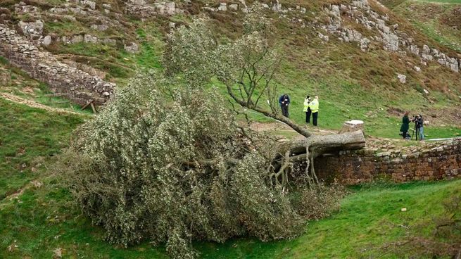 Los condenados talaron el icónico árbol junto al Muro de Adriano y causaron daños valuados en más de 600 mil dólares.