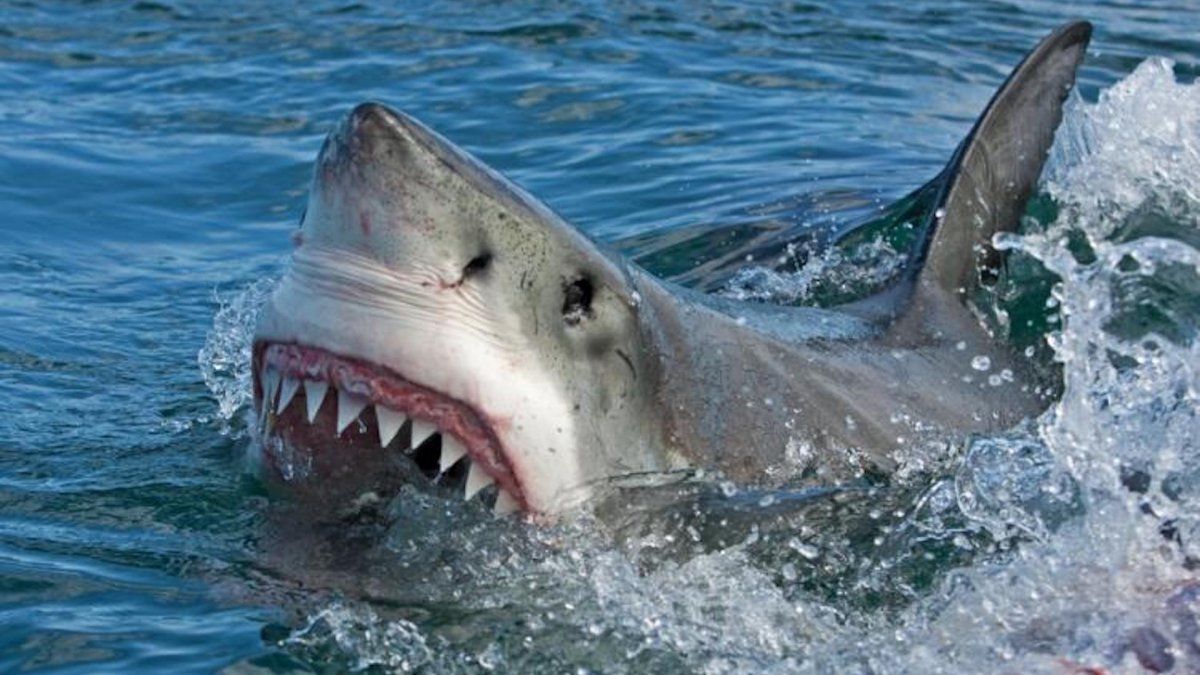 They search for a surfer attacked by a shark