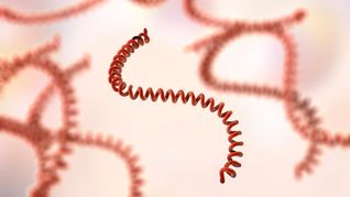 Qué es la leptospirosis y por qué preocupa al Ministerio de Salud Pública. Qué es la leptospirosis y por qué preocupa al Ministerio de Salud Pública.