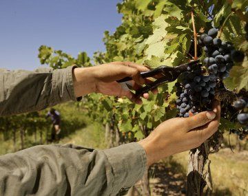 Las exportaciones de vino encabezaron la tabla. 