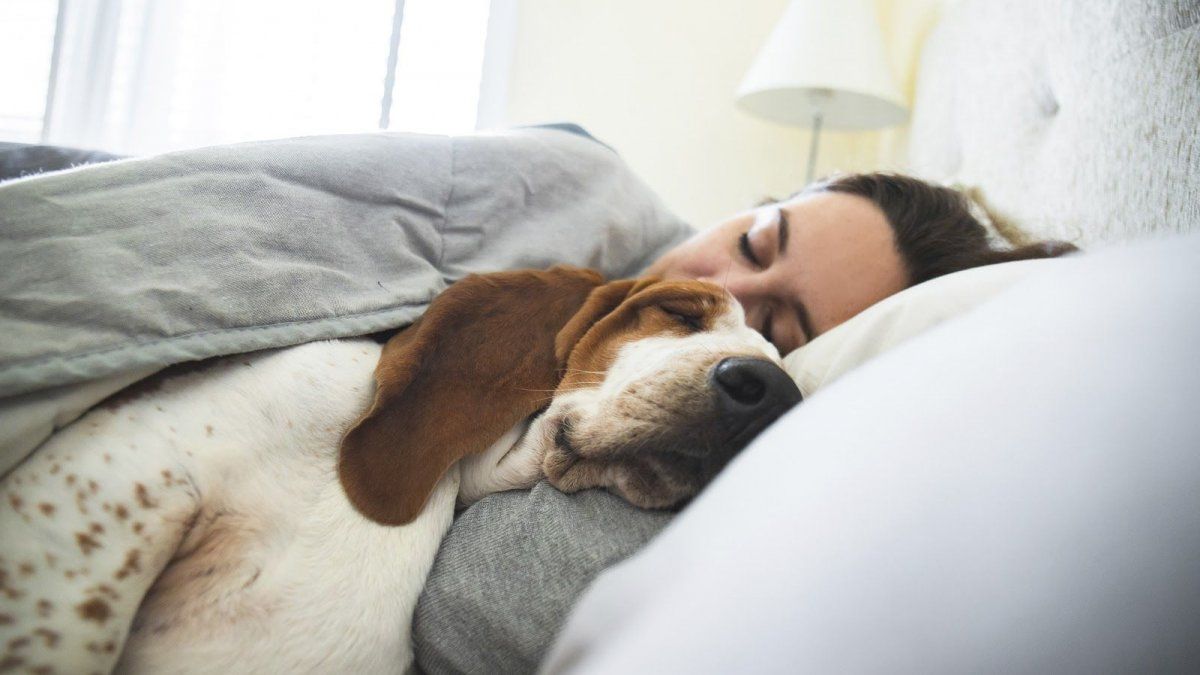 Why does your dog toss and turn before sleeping? The reasons behind this curious behavior