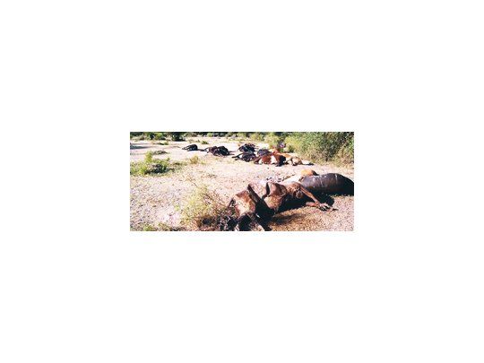 Los ganaderos de La Rioja atraviesan una situación desesperante por la falta de lluvias que recién están pronosticadas para fines de este año o enero del próximo.