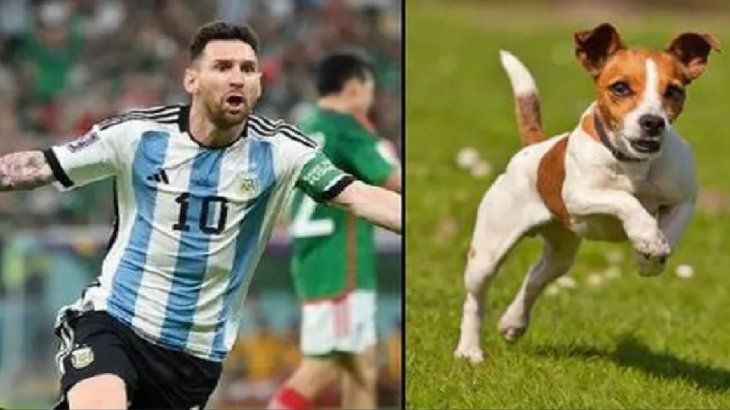 La comparación entre jugadores y perros.&nbsp;