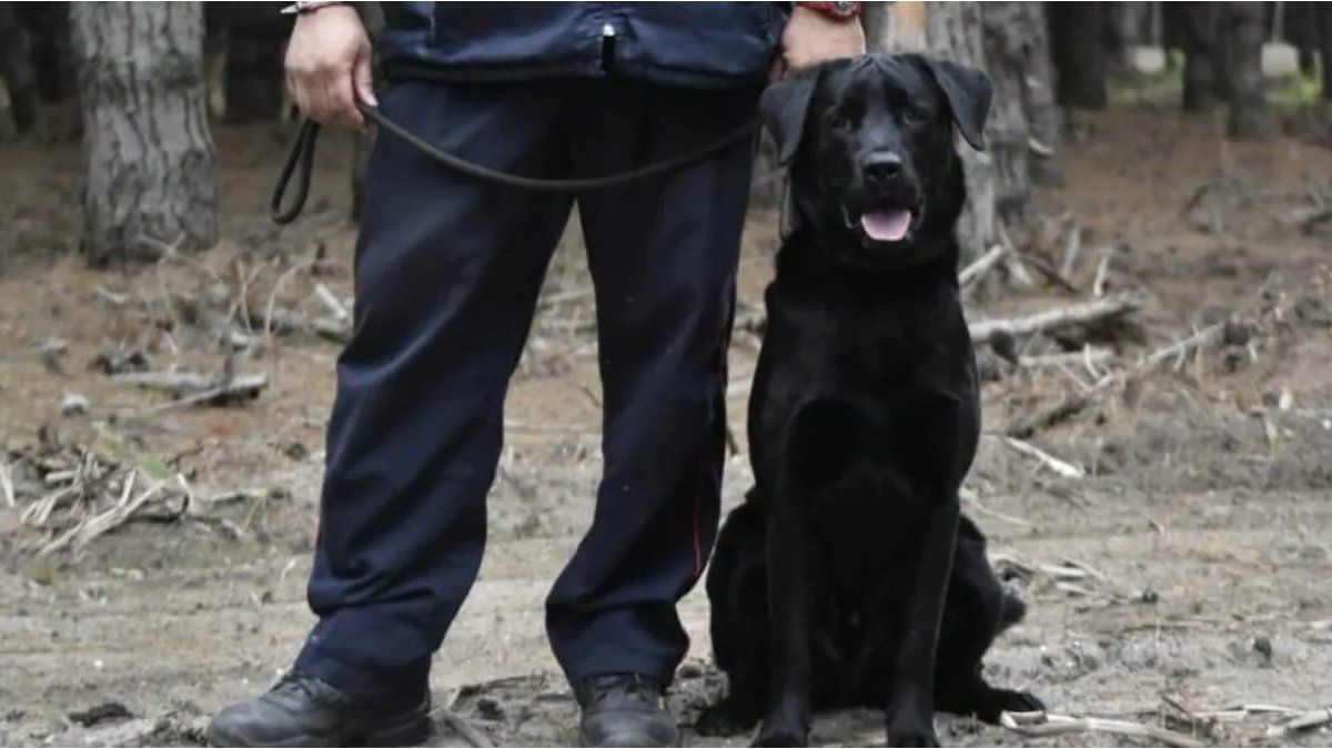 Almirante Brown: Volunteer Firefighters raise money to help their rescue dog